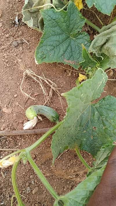 Boron Deficiency - Cucumber