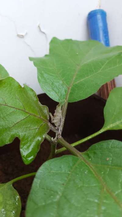 Spider Mites - Brinjal