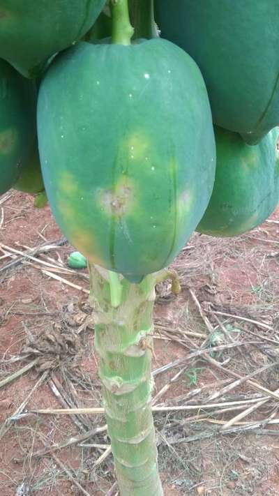 Black Spot Disease of Papaya - Papaya