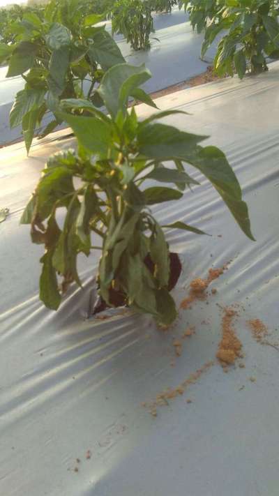 Fusarium Wilt - Capsicum & Chilli