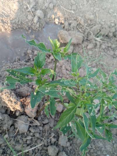 Flea Beetles - Capsicum & Chilli