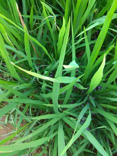 ರೈಸ್ ಲೀಫ್ ರೋಲರ್ - ಭತ್ತ