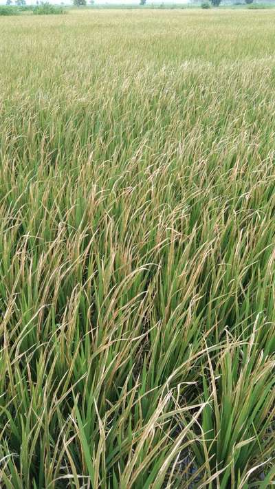 Bacterial Blight of Rice - Rice