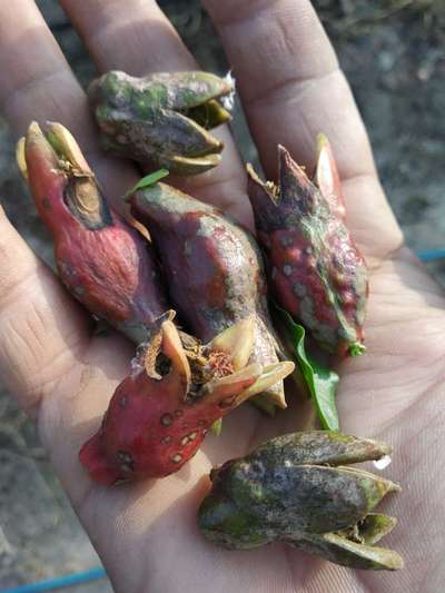 Powdery Mildew - Pomegranate