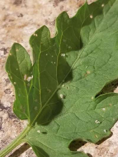 Whiteflies - Tomato