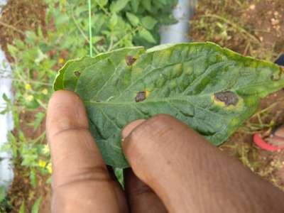 Tomato Leaf Miner - Tomato