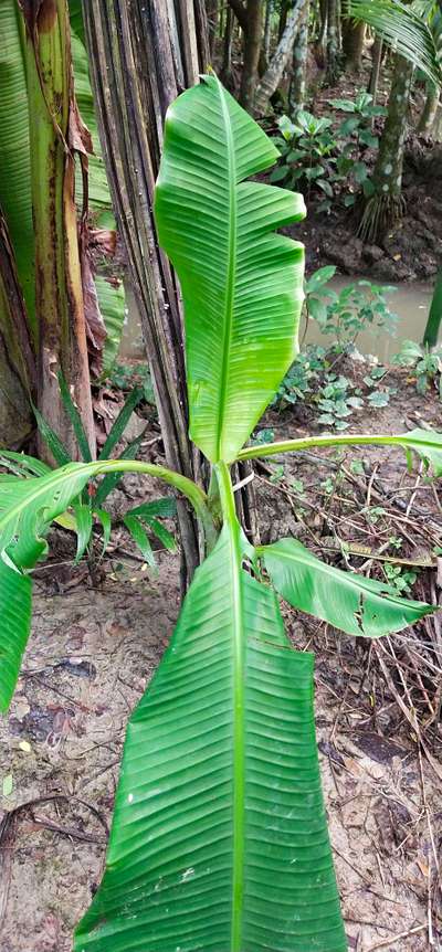 তামাকের লেদাপোকা - কলা