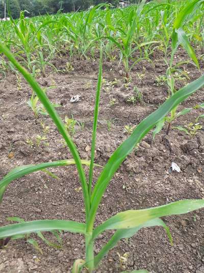 Magnesium Deficiency - Maize