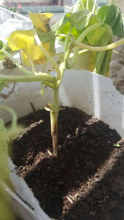 Foot and Collar Rot - Cucumber