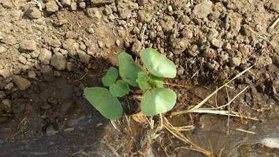 Spider Mites - Cotton