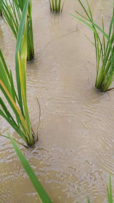 ರೈಸ್ ಲೀಫ್ ರೋಲರ್ - ಭತ್ತ