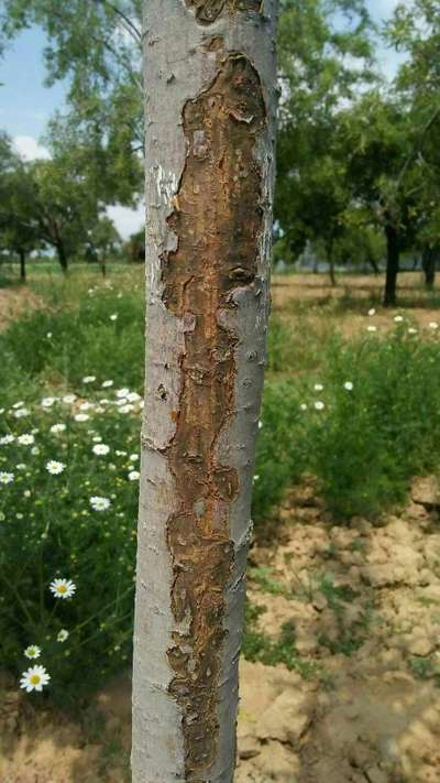 Fruit Tree Canker - Apple