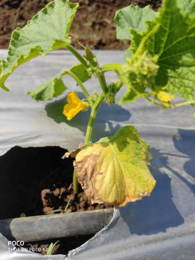 Leaf Blight of Cucurbits - Cucumber