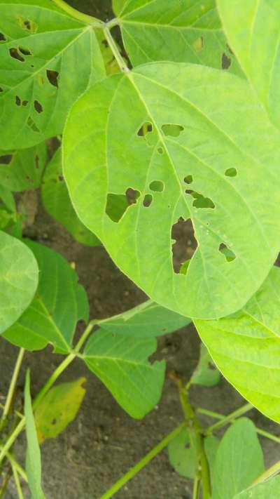 Soybean Looper - Soybean