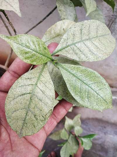 Spider Mites - Citrus