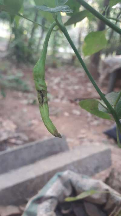 Bacterial Soft Rot of Pepper - Capsicum & Chilli