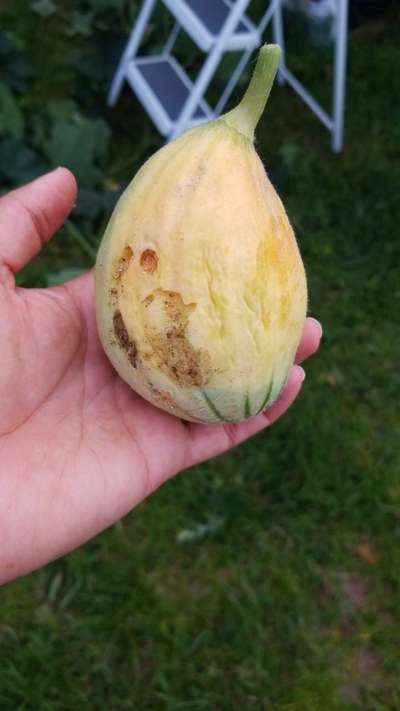 Potassium Deficiency - Melon