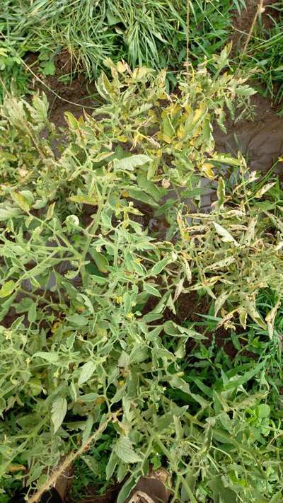 Leaf Curl in Tomato - Tomato