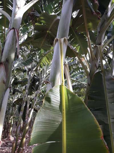 Broca da Bananeira / Moleque da Bananeira - Banana