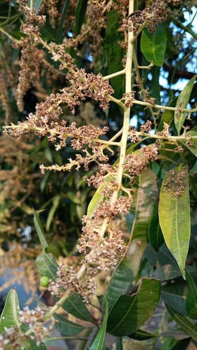 Powdery Mildew of Mango - Mango