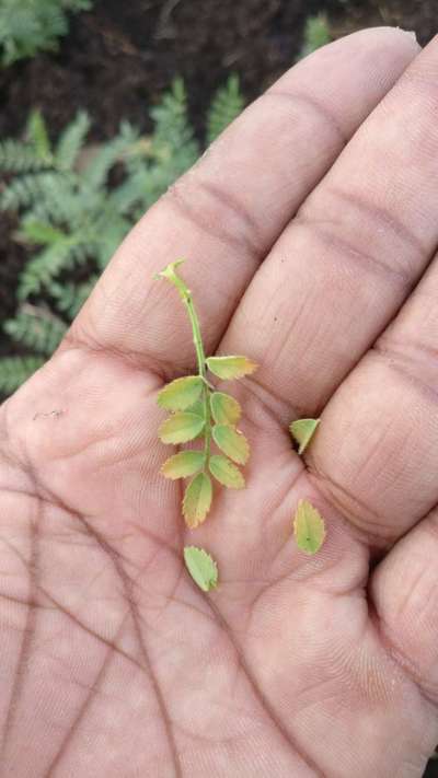 Phosphorus Deficiency - Chickpea & Gram