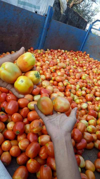 Whiteflies - Tomato