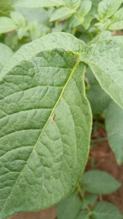 Tobacco Caterpillar - Potato