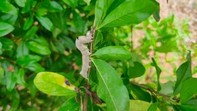 Giant Swallowtail Caterpillar - Pomegranate