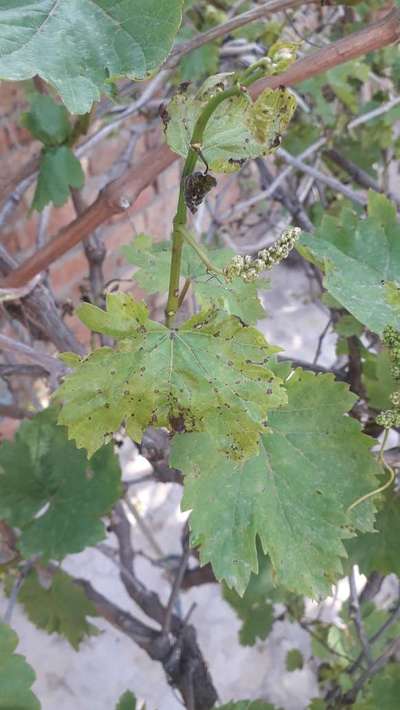 Anthracnose of Grape - Grape