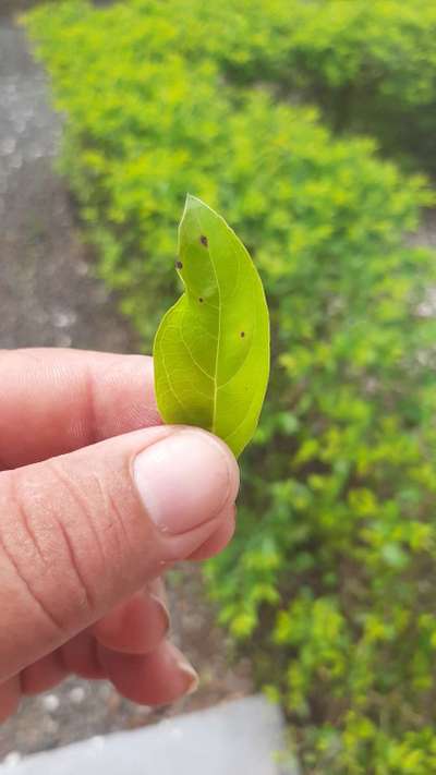 Cercosporiosis del pimiento - Capsicum y chile