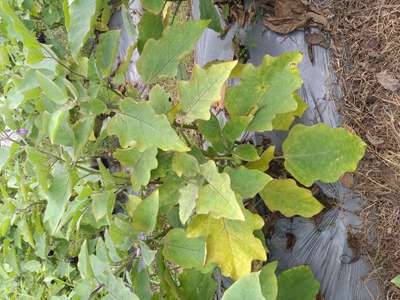 Powdery Mildew - Brinjal