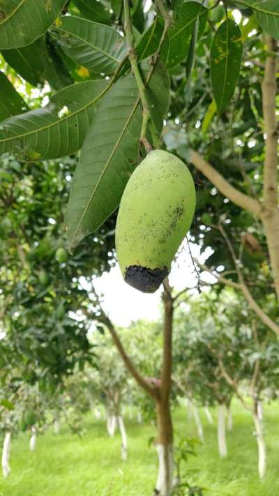 Mango Seed Borer - Mango