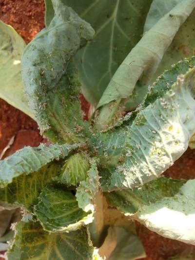 Aphids - Cabbage