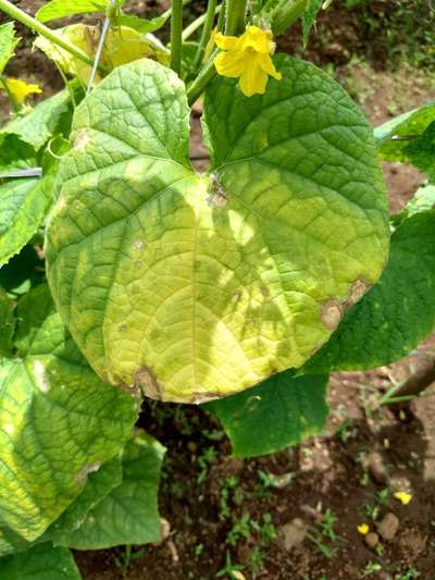 Leaf Blight of Cucurbits - Cucumber