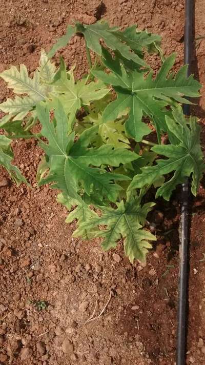 Iron Deficiency - Papaya