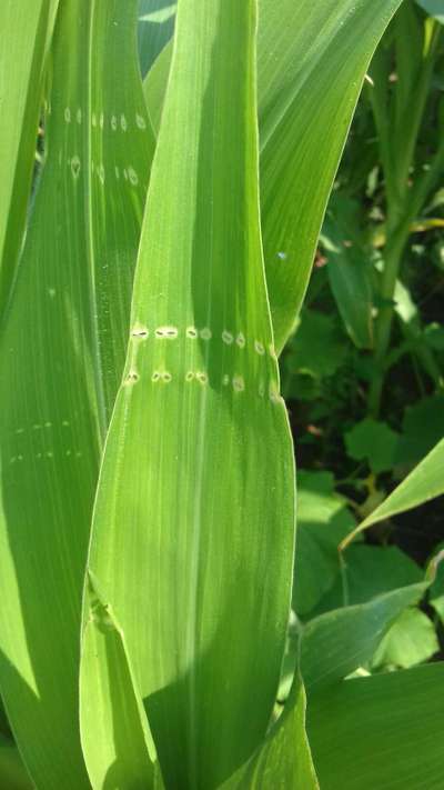 Spotted Stemborer - Maize