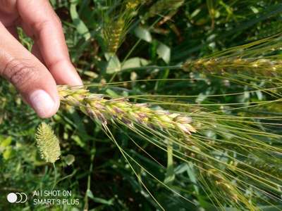 Leaf and Glume Blotch of Wheat - Wheat