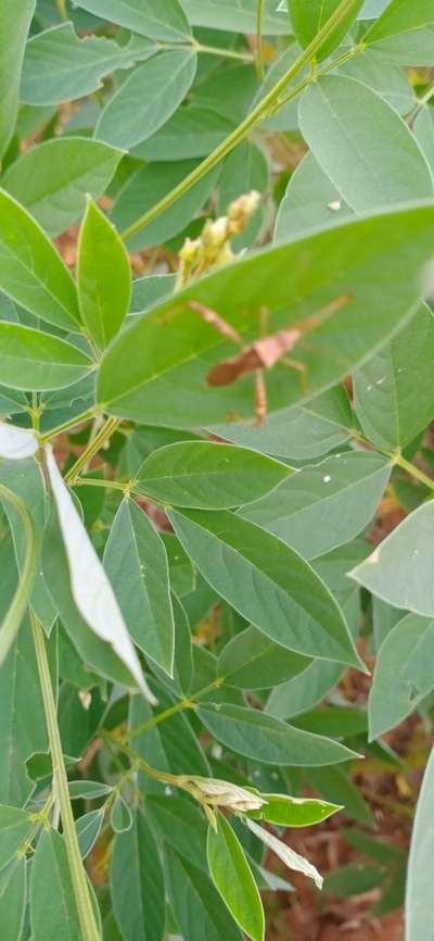 Rice Bug - Pigeon Pea & Red Gram