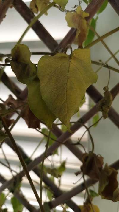 Gummy Stem Blight of Cucurbits - Cotton