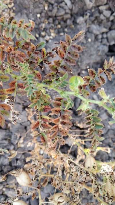 Fusarium Wilt - Chickpea & Gram