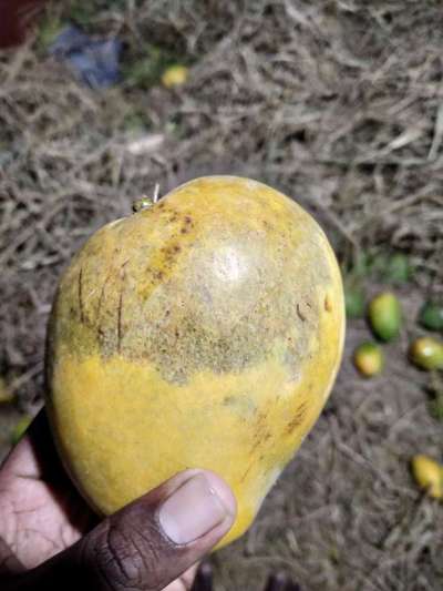 ಮಾವಿನ ಹಣ್ಣು ಕೊರಕ - ಮಾವು