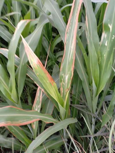 Potassium Deficiency - Sorghum