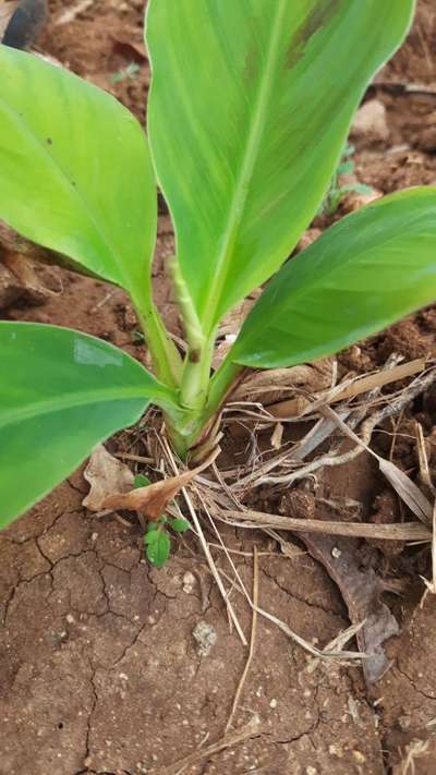 ಕ್ಯಾಲ್ಸಿಯಂ ಕೊರತೆ - ಬಾಳೆಹಣ್ಣು