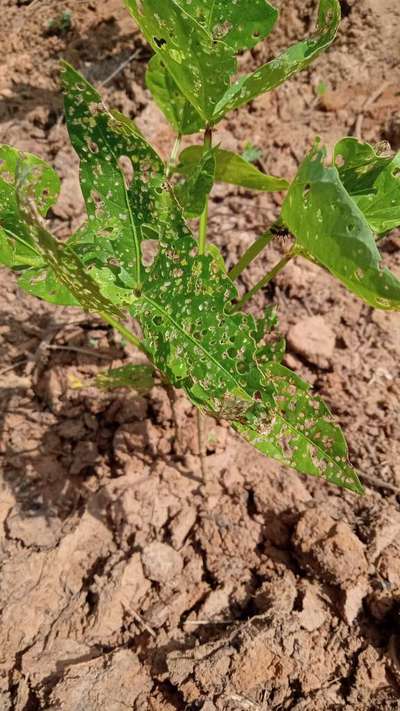 Flea Beetles - Black & Green Gram