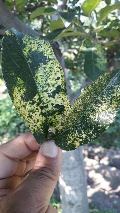 Apple Mosaic Virus - Apple