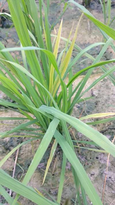 Potassium Deficiency - Rice