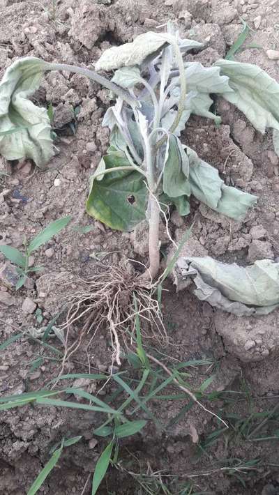 Brinjal Shoot and Fruit Borer - Brinjal