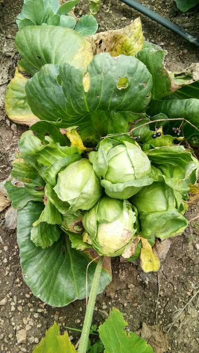 Tobacco Caterpillar - Cabbage