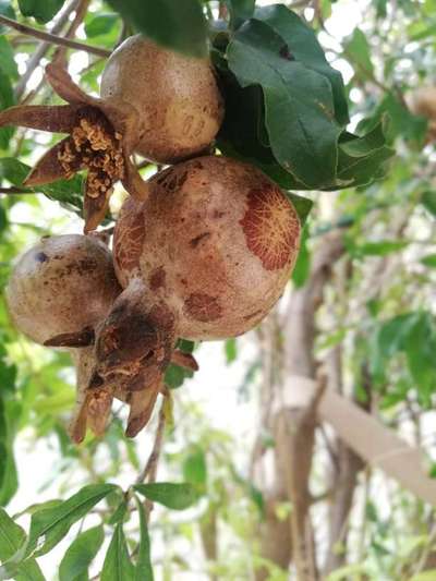 Boron Deficiency - Pomegranate