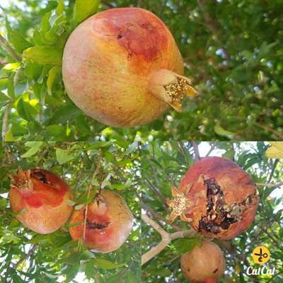 Mediterranean Fruit Fly - Pomegranate